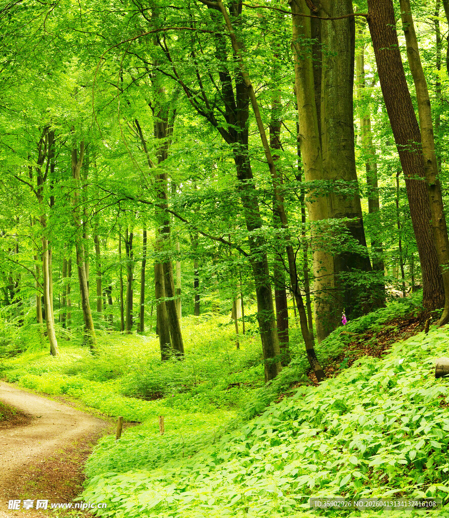 林间幽径绿意盎然的森林