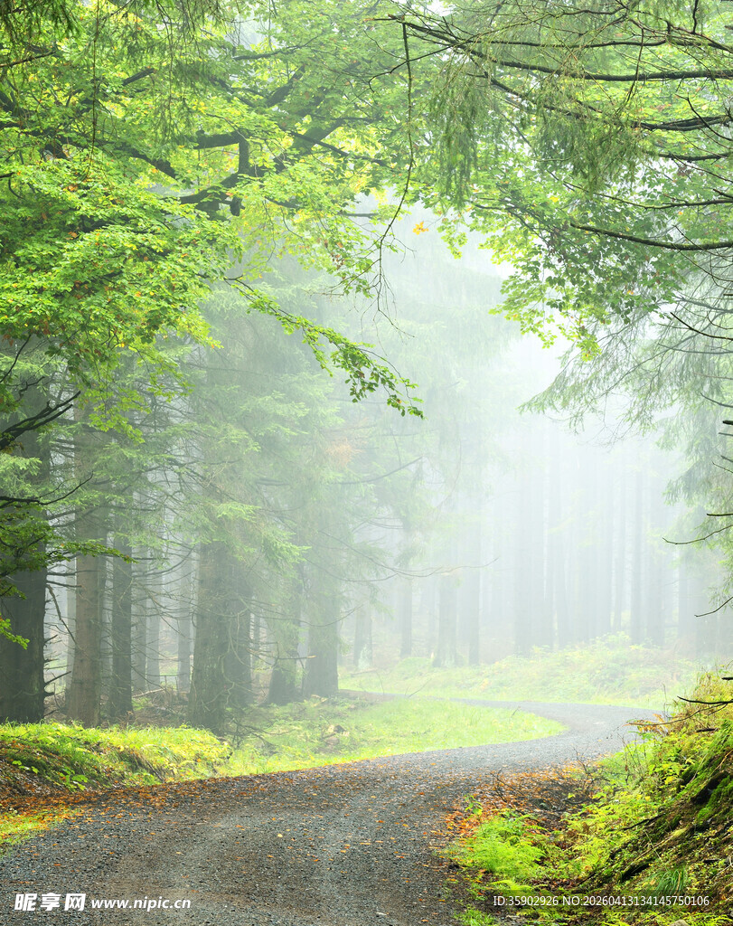 雾中森林小道绿意盎然