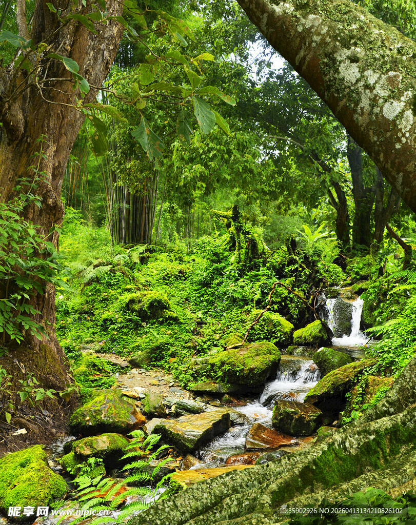 森林中的潺潺溪流与绿植