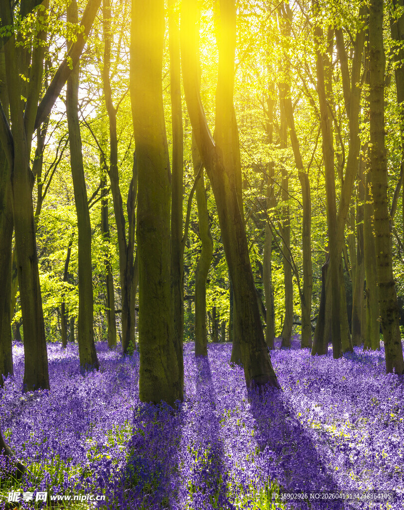 阳光洒落紫色森林美景