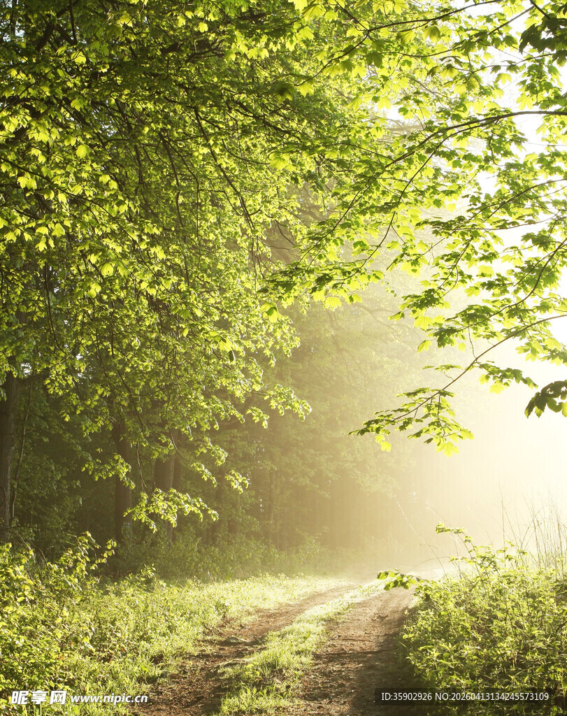 林间晨光中的幽静小路