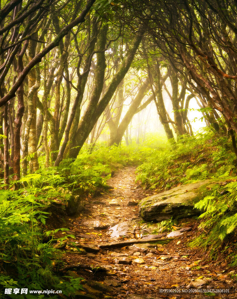 林间迷雾小径绿意盎然