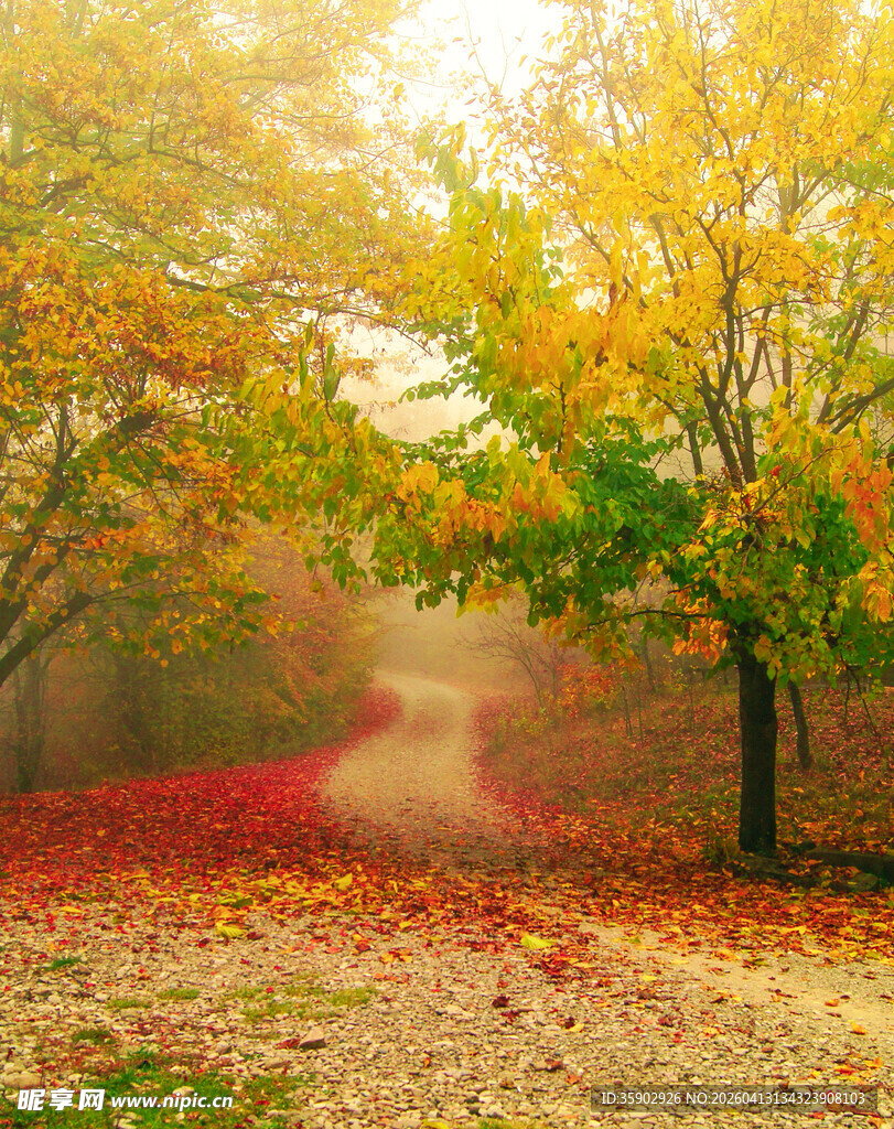 秋日迷雾中的林间小径