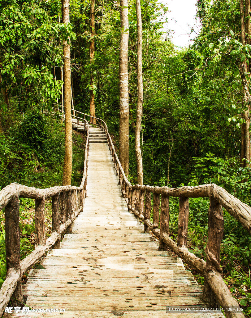 林间木栈道自然清新景