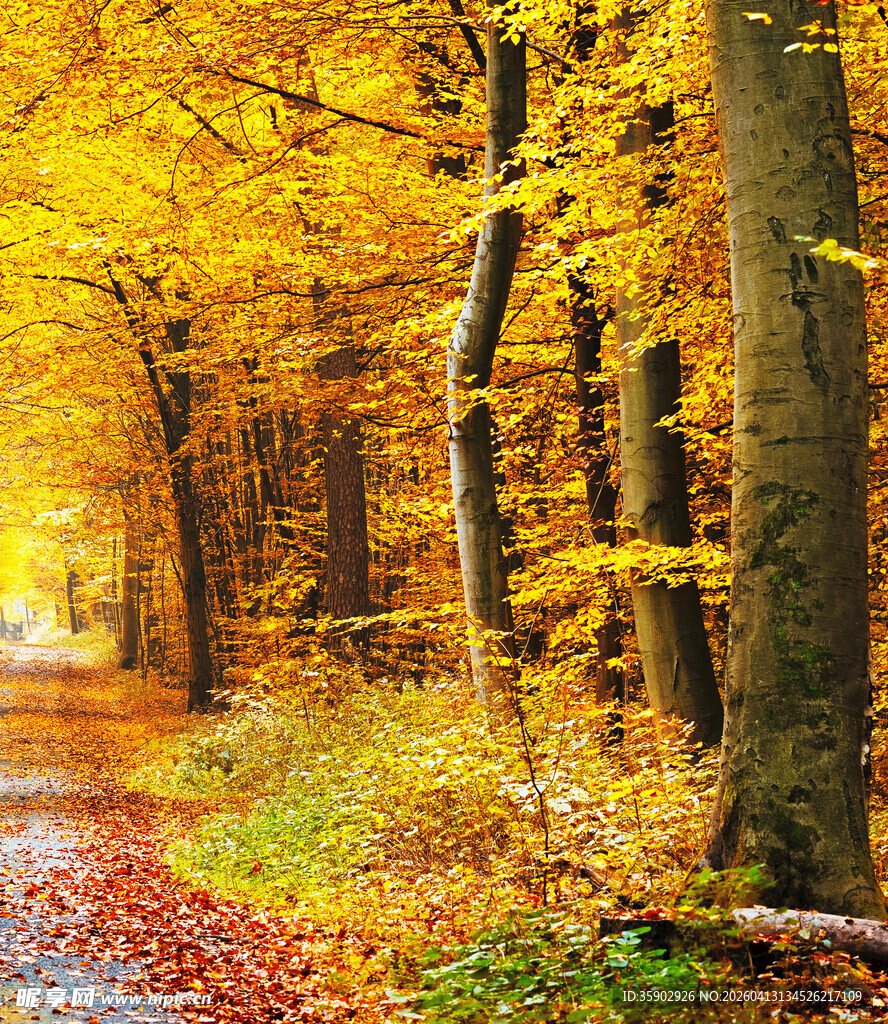 秋日林间小道的斑斓美景