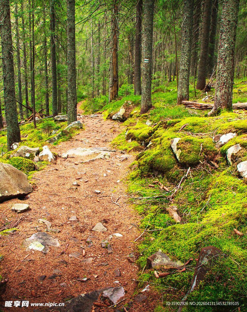 森林小径绿意盎然的自然路