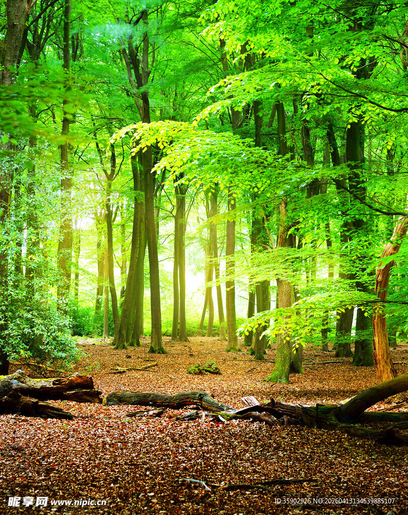 翠绿森林中的静谧小径