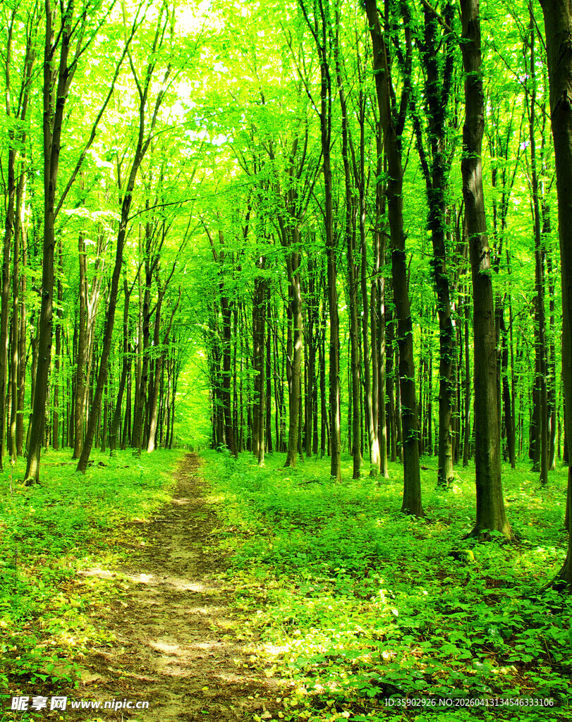 林间幽径绿意盎然的森景