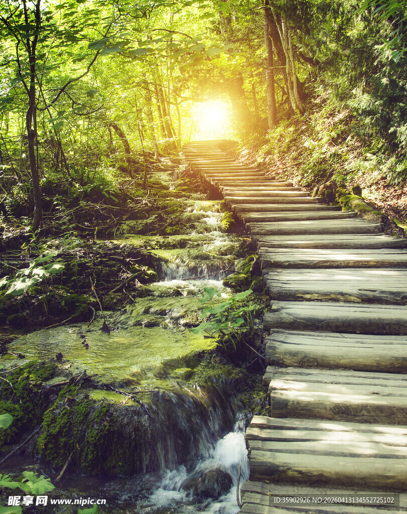 林间阳光洒落的木质步道