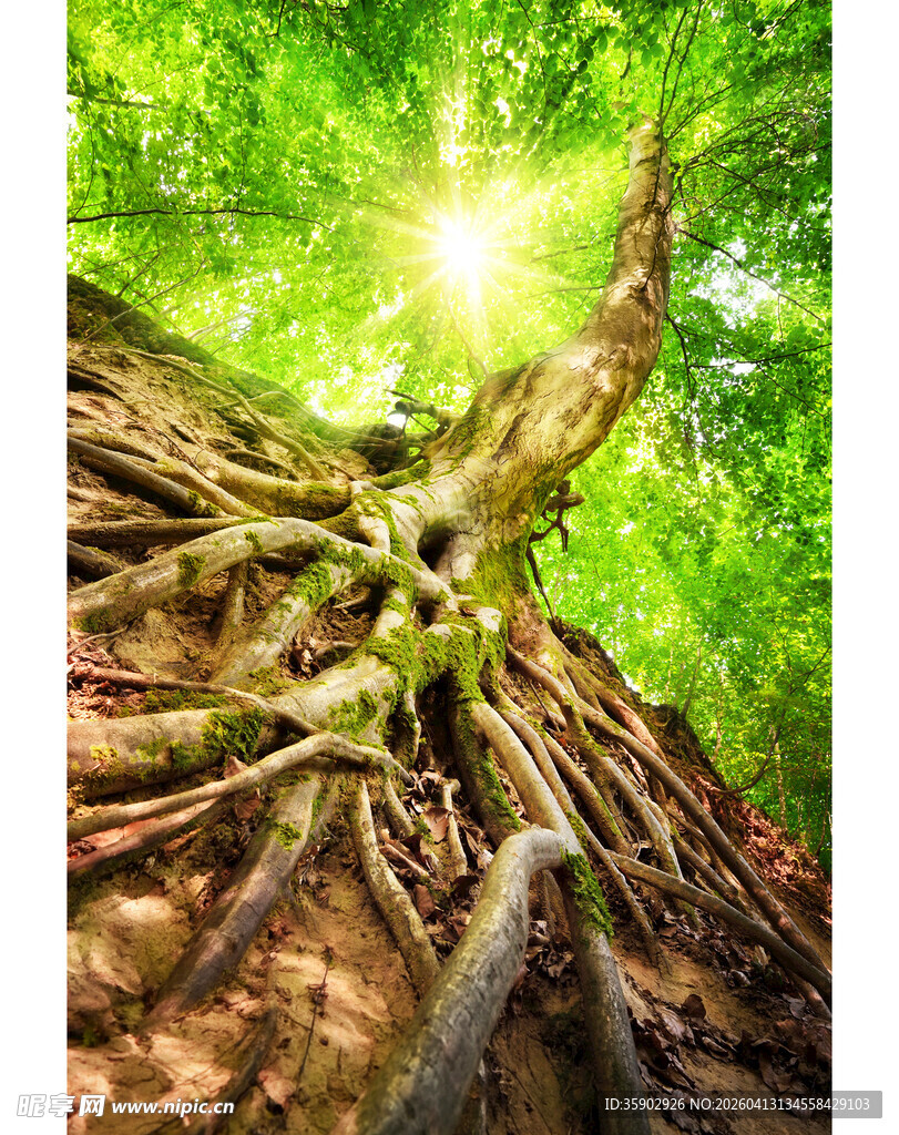 阳光照耀下的繁茂树根