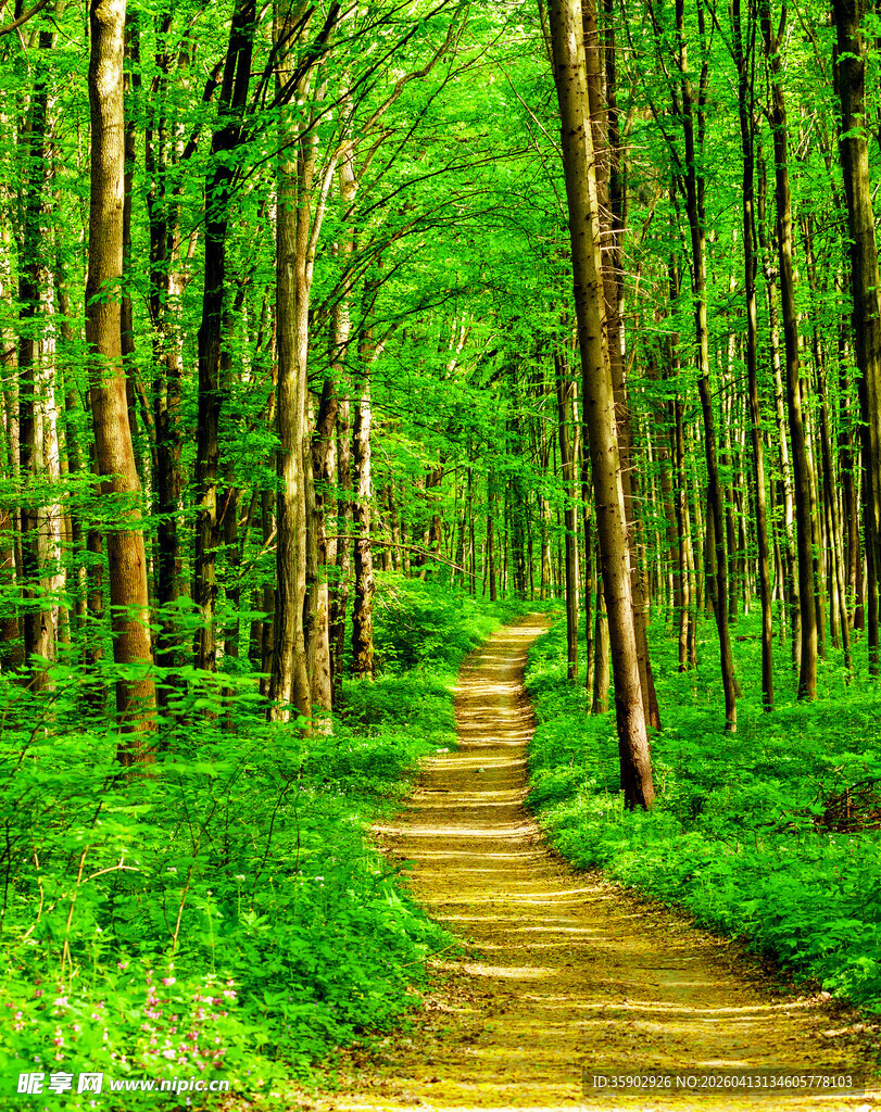 林间小径绿意盎然的自然景