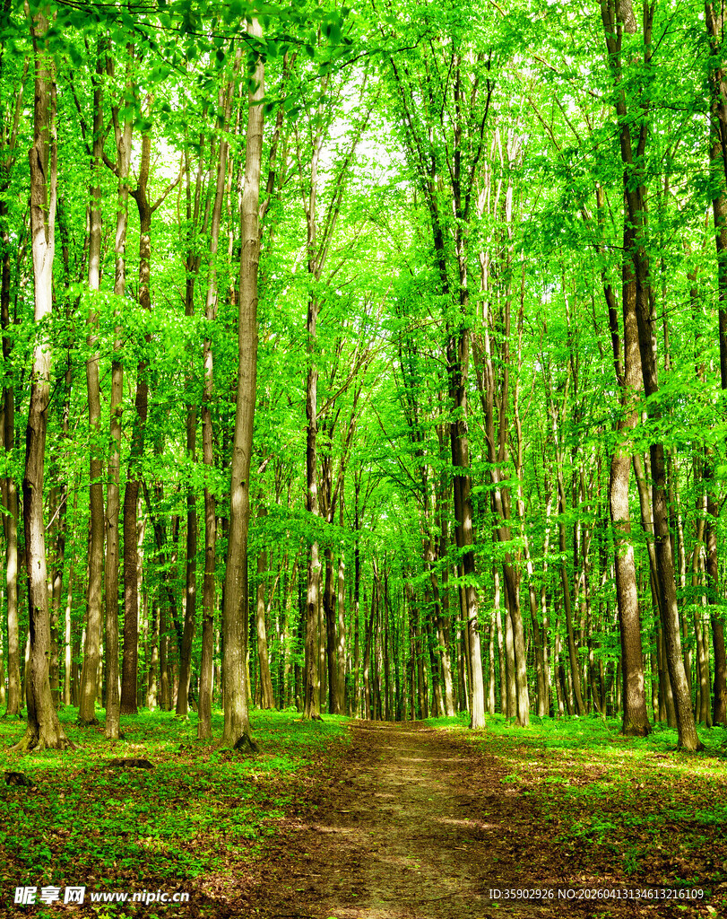 林间幽径绿意盎然的森林