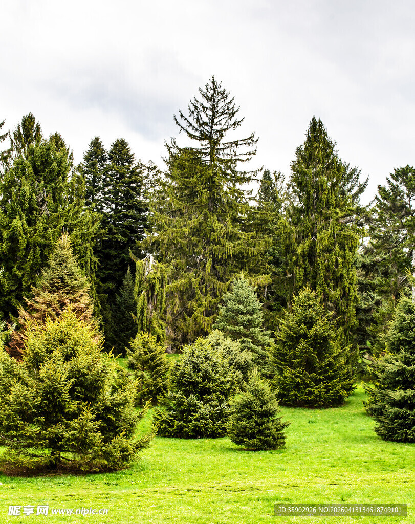 翠绿草地旁的茂密松树林