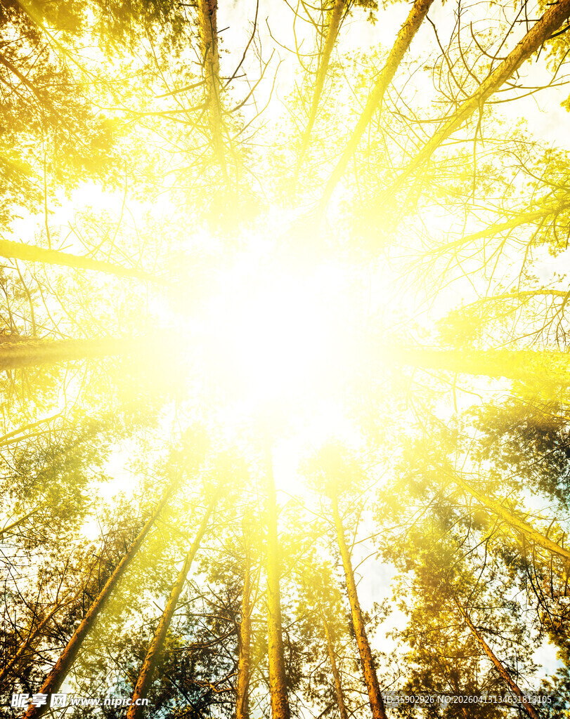 阳光穿透树林的璀璨景象
