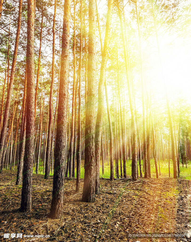 阳光洒落的静谧森林