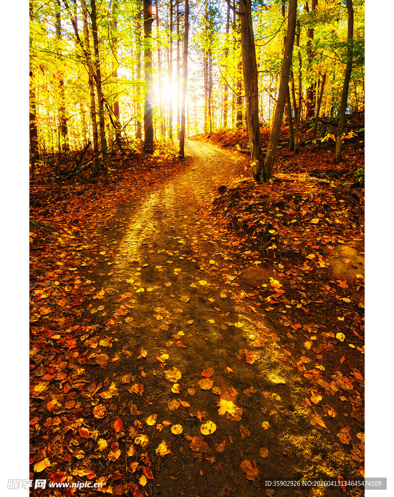 秋日林间阳光洒落小道