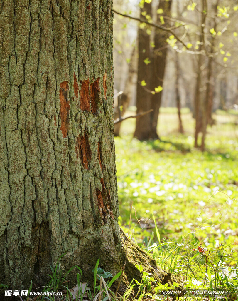 树干上的红色标记