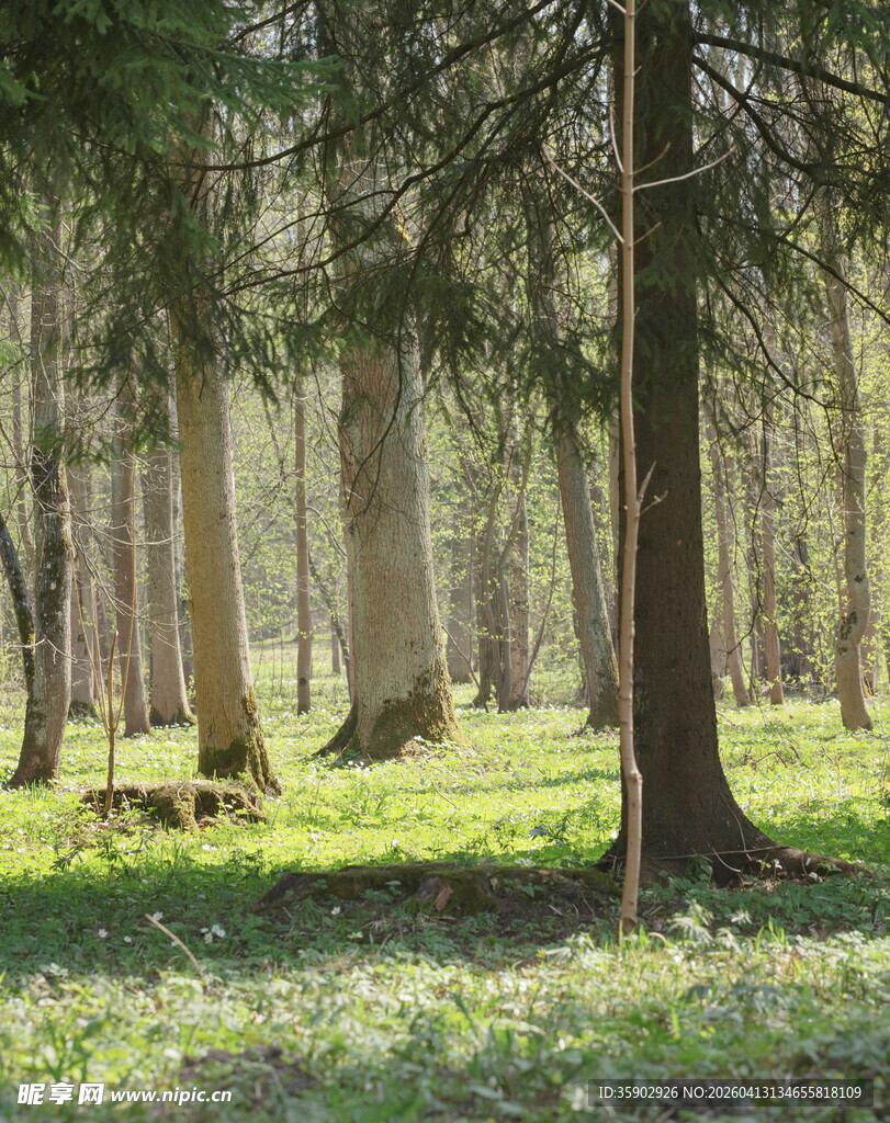 阳光洒落的静谧森林
