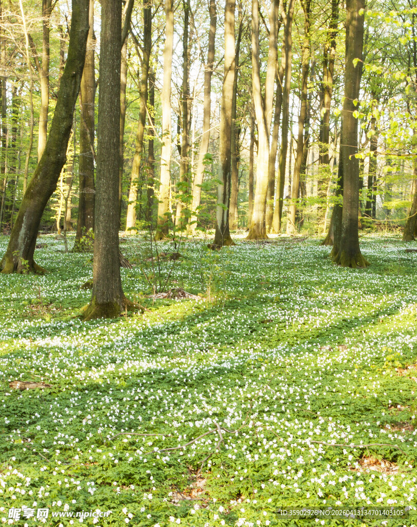 阳光洒落的静谧林间草地