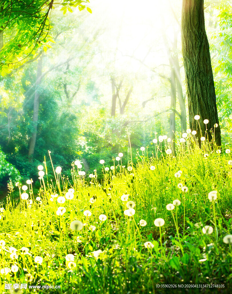 阳光照耀下的清新草地