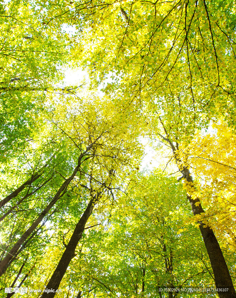 秋日森林阳光透过树木景象