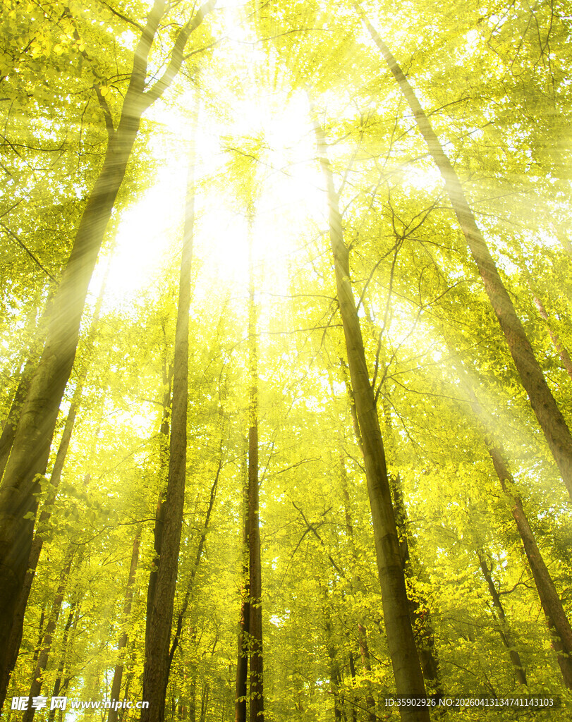 阳光穿透树林的美丽景象