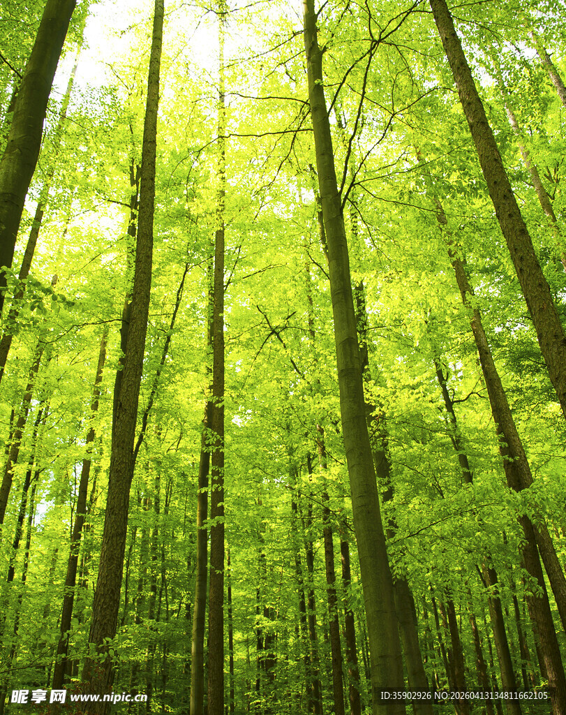 翠绿繁茂的森林景象