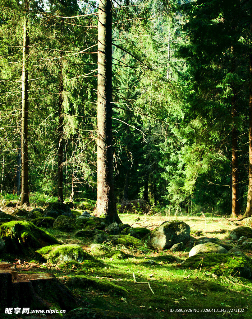 森林中的静谧绿意世界