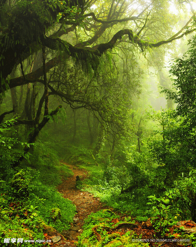 迷雾森林中的幽静小径