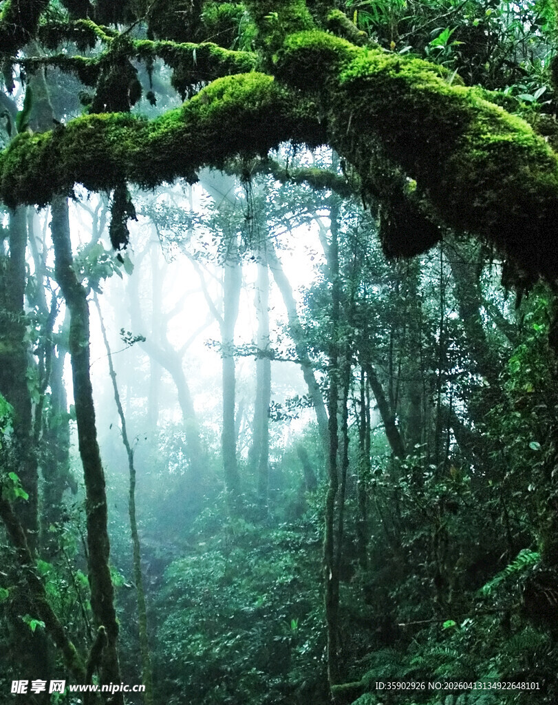 迷雾森林中的翠绿树枝