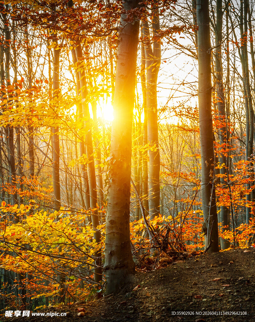秋日森林中的温暖阳光