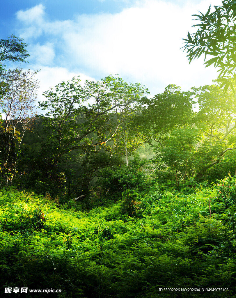 阳光照耀下的翠绿森林