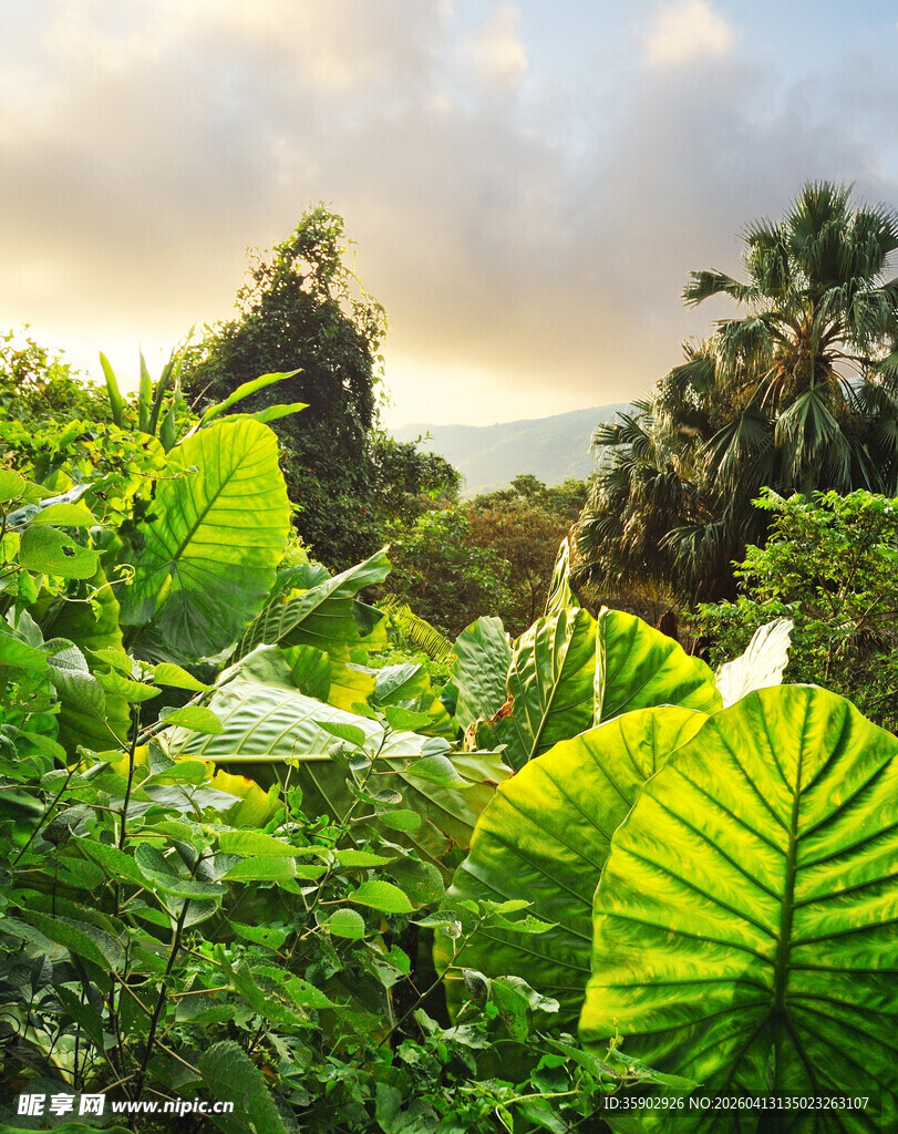 热带繁茂绿植景观