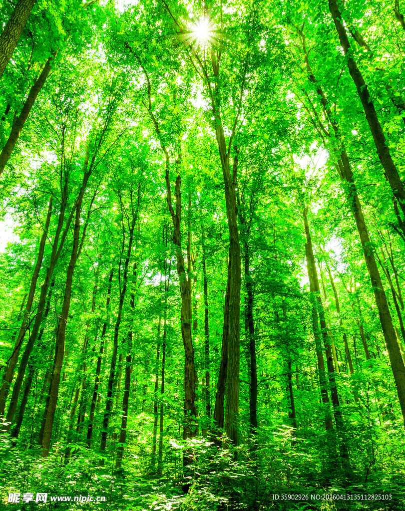 翠绿森林阳光洒落林间
