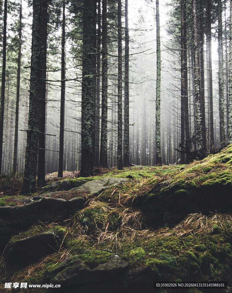 迷雾森林中的静谧景象