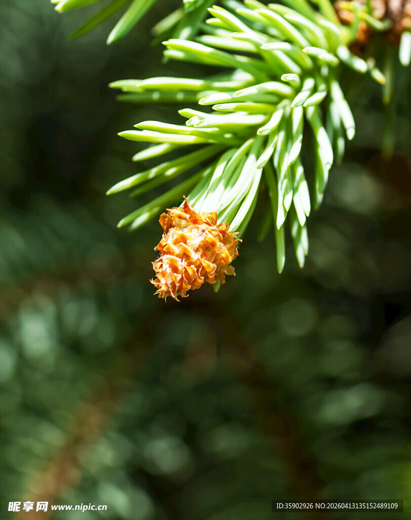 松枝上的小松果