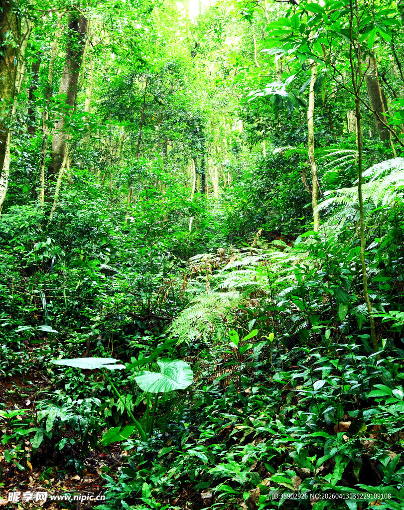 茂密丛林中的绿意景象