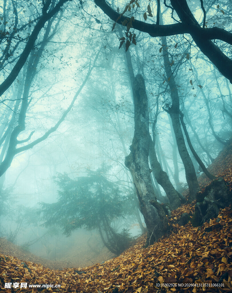 迷雾森林中的秋日景象