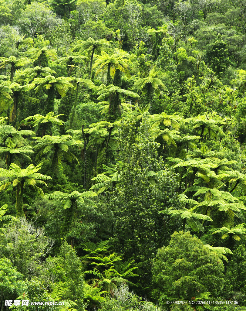 茂密丛林绿意盎然