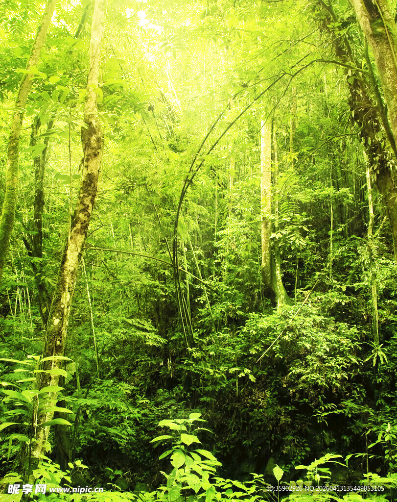 阳光照耀下的翠绿森林