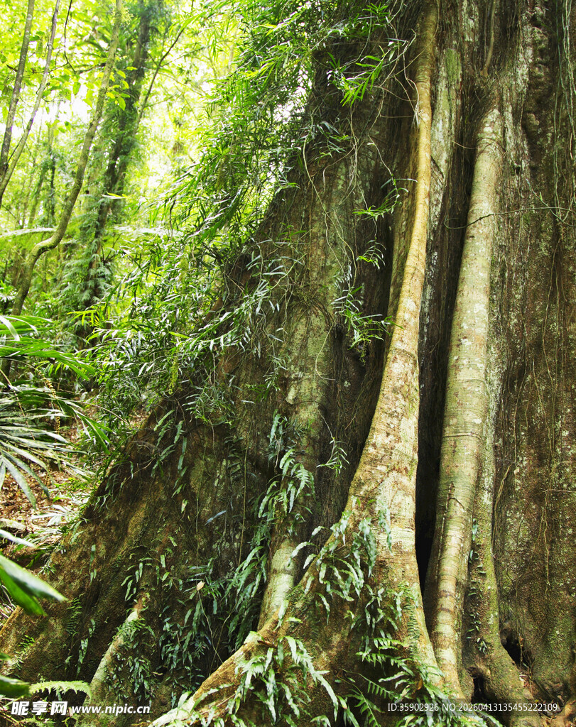 茂密森林中的粗壮树根