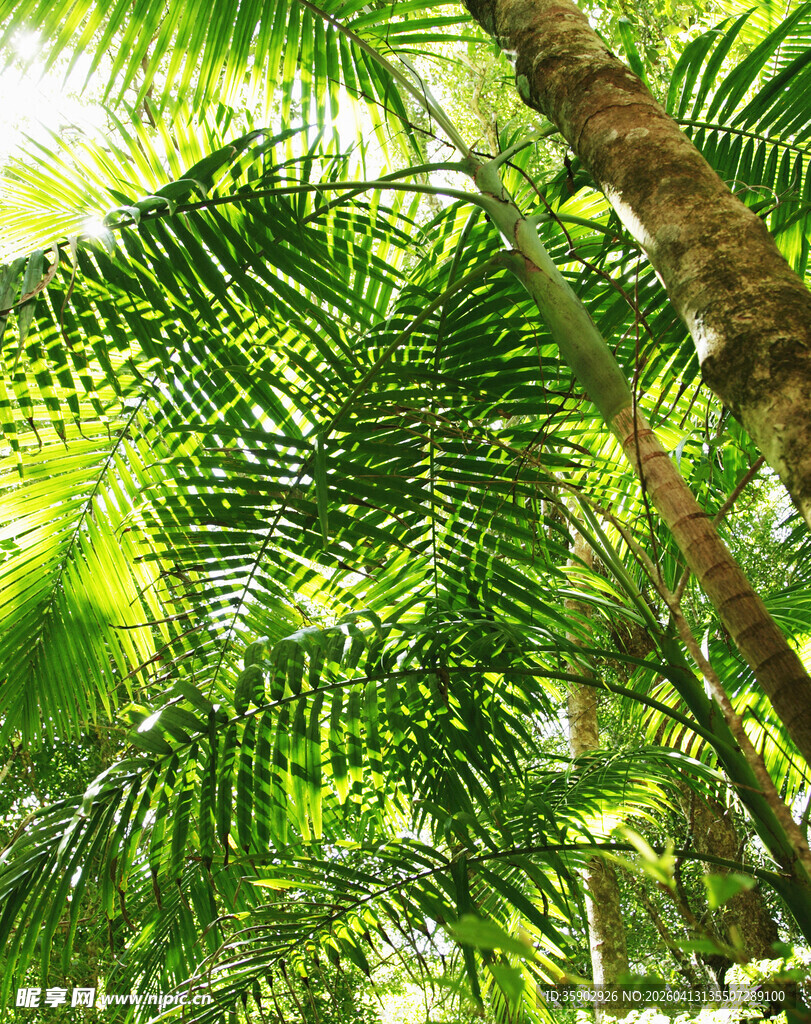 茂密棕榈叶的绿意景象