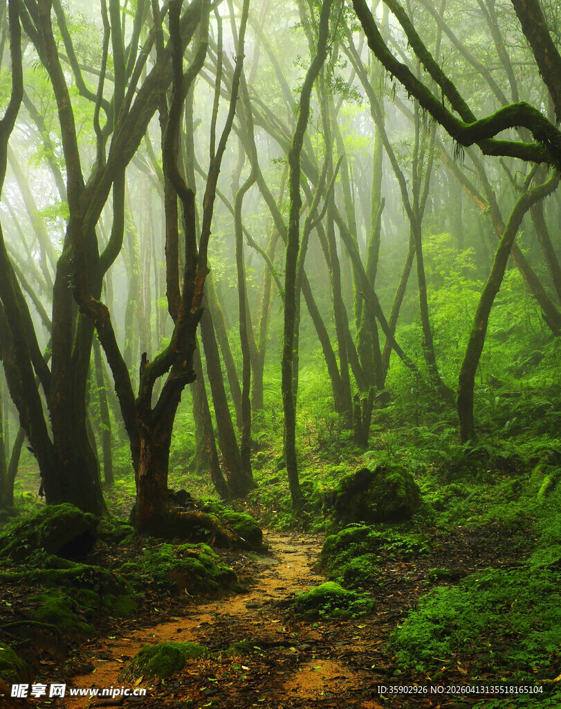 迷雾森林中的幽静小径