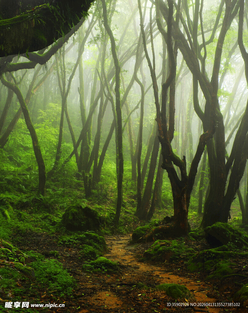 迷雾中的幽森小径