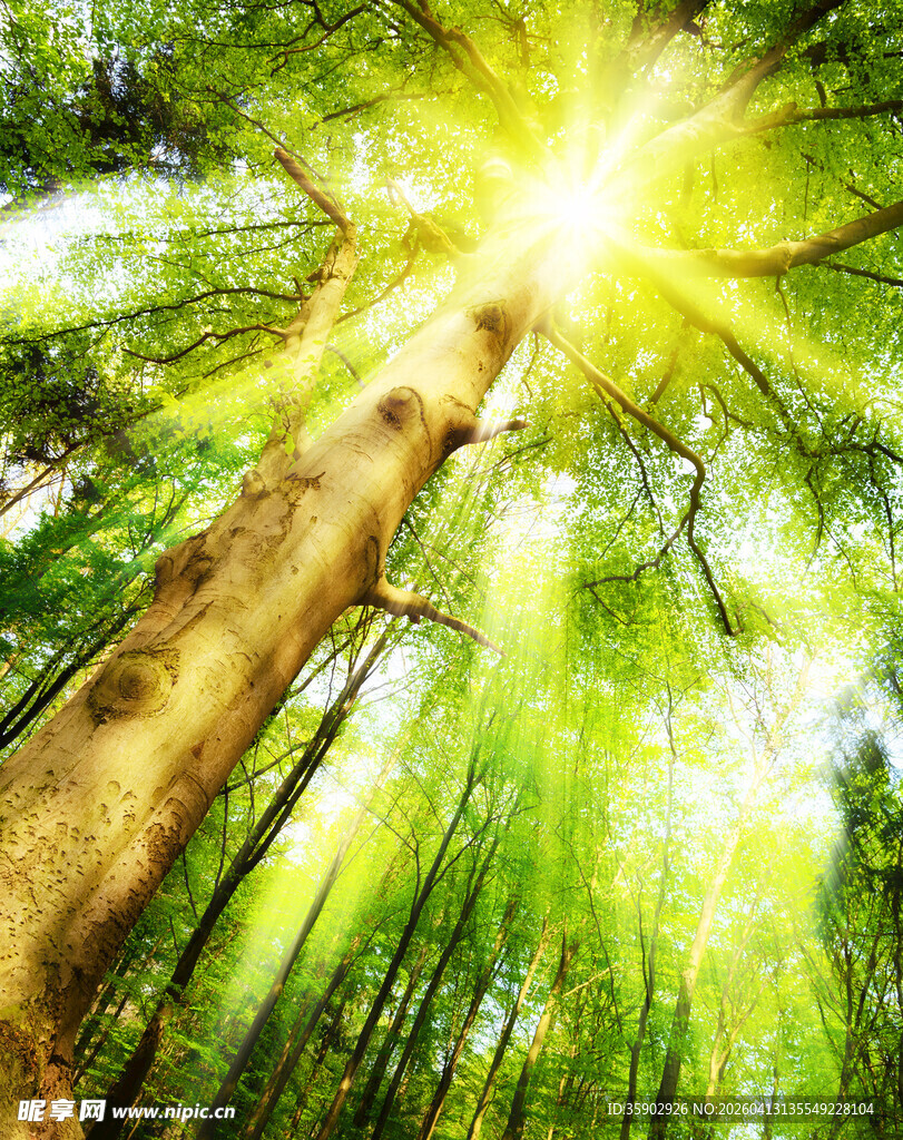 阳光洒落的茂密森林景象