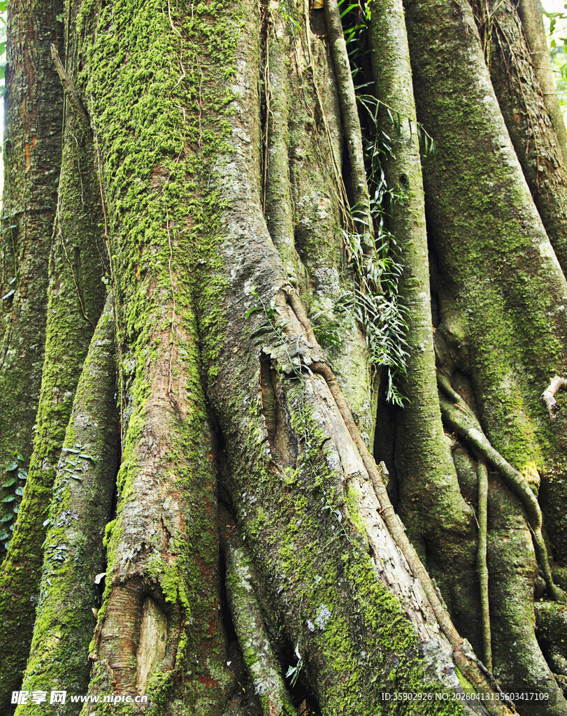 古老树根覆满翠绿苔藓