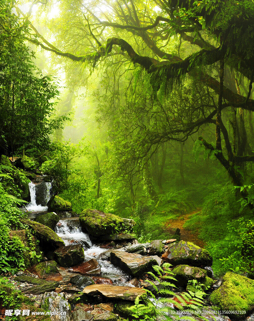 梦幻森林中的溪流美景