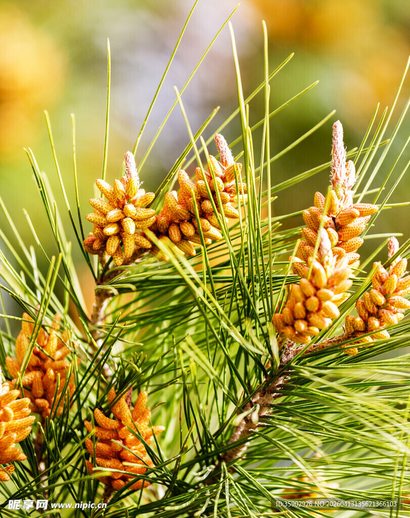 松枝上的橙色松果