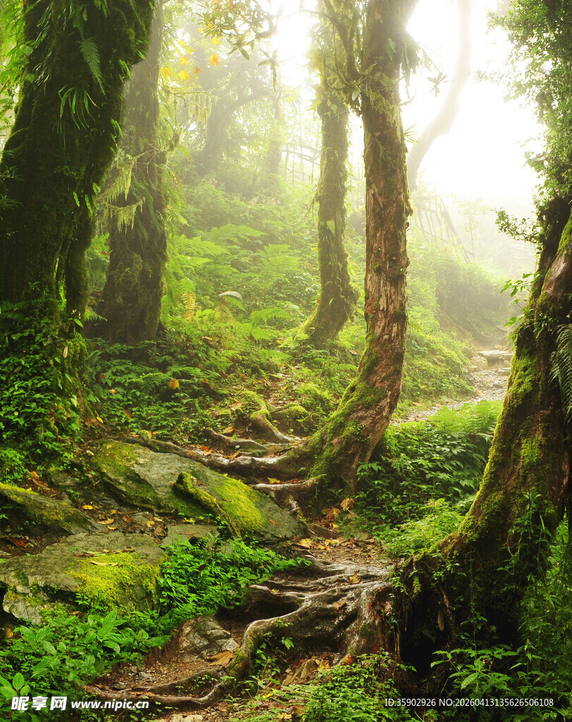 迷雾中的神秘森林小径