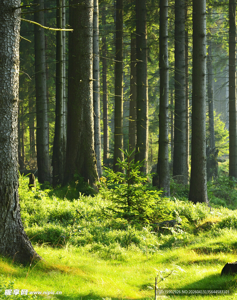 阳光洒下的静谧森林